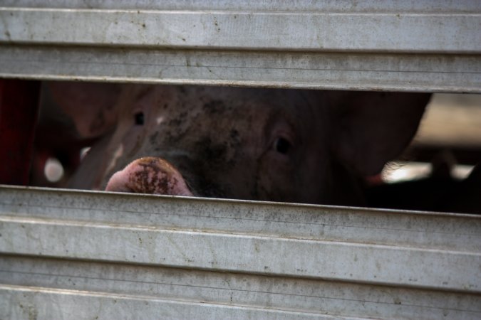 Pig inside of Transport Truck