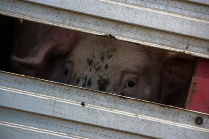 Pig inside of Transport Truck