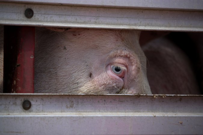 Pig inside of Transport Truck