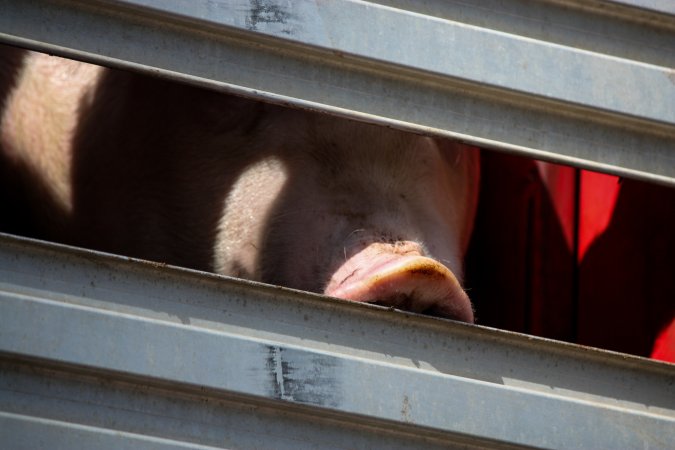 Pig inside of Transport Truck