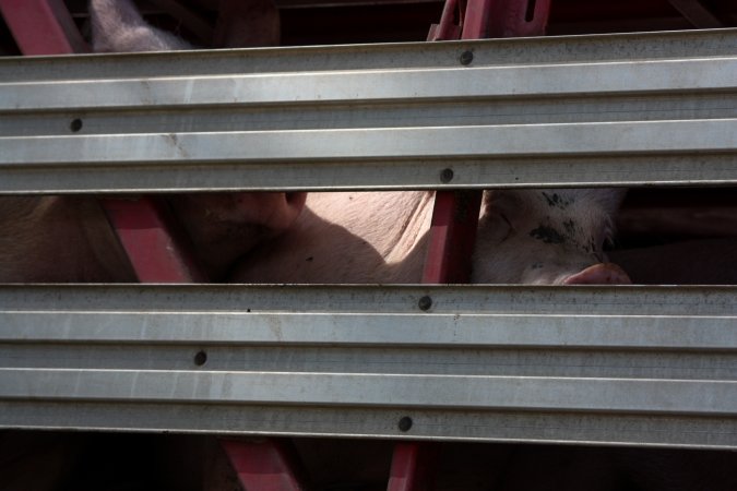 Pigs inside of Transport Truck