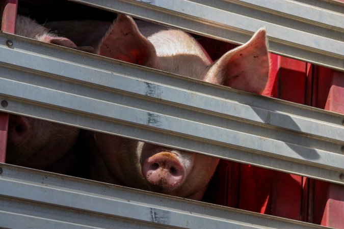 Pig inside of Transport Truck