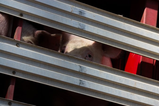 Pig inside of Transport Truck