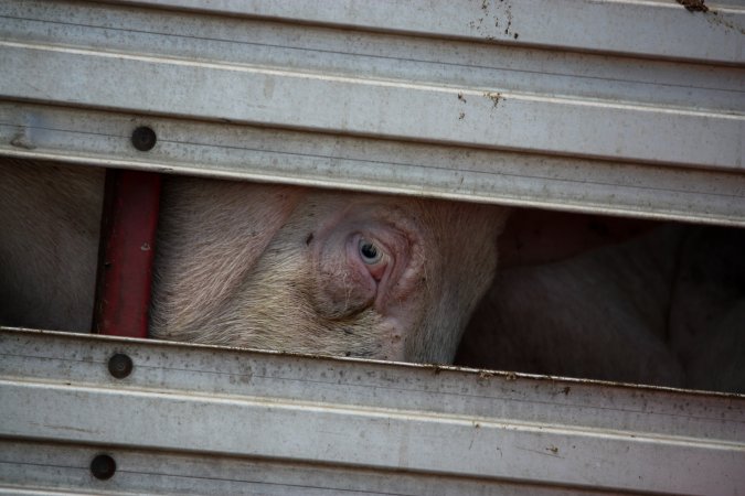 Pig inside of Transport Truck