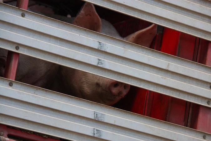 Pig inside of Transport Truck