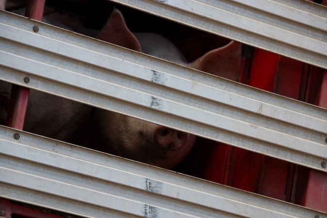 Pig inside of Transport Truck