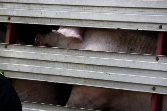 Pig inside of Transport Truck