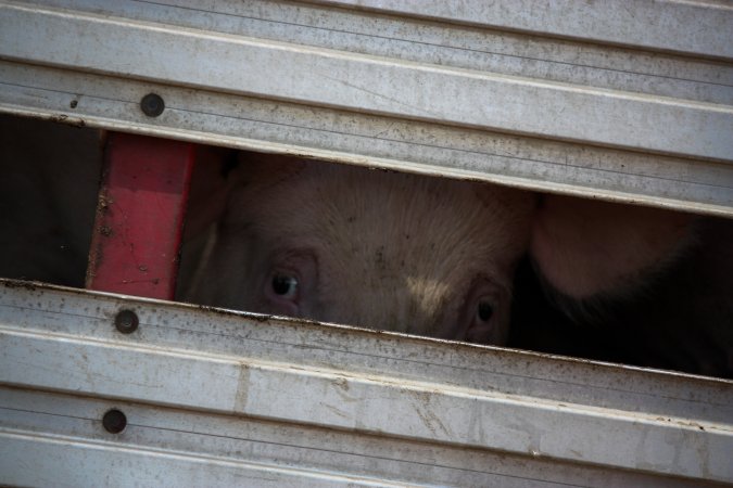 Pig inside of Transport Truck