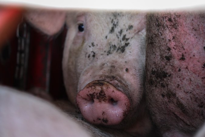 Pig inside of Transport Truck