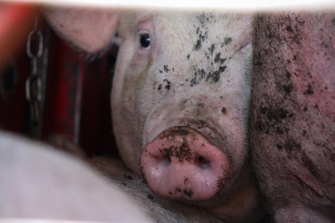 Pig inside of Transport Truck