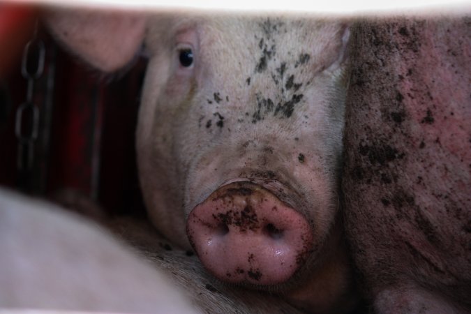 Pig inside of Transport Truck