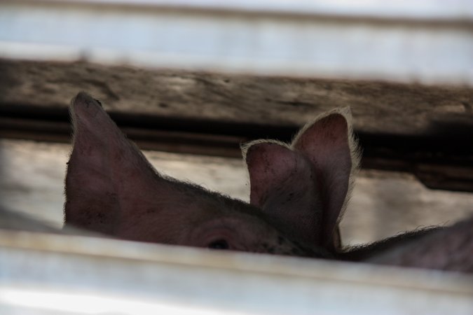 Pig inside of Transport Truck