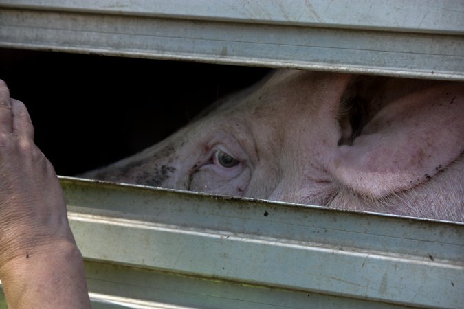 Pig inside of Transport Truck