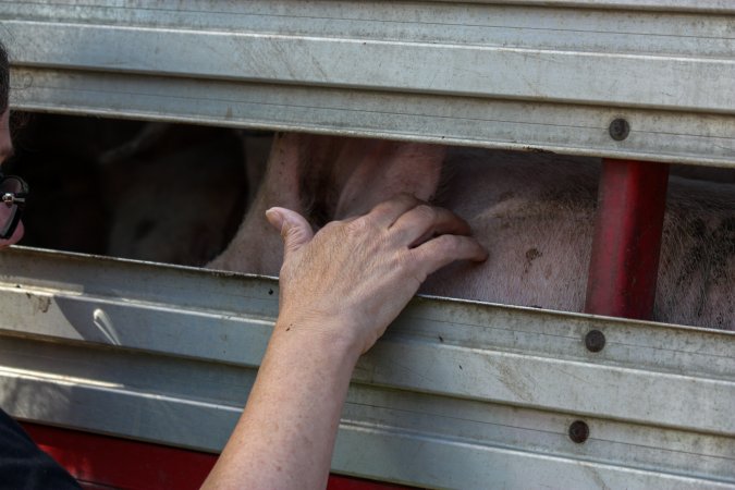 Pig inside of Transport Truck