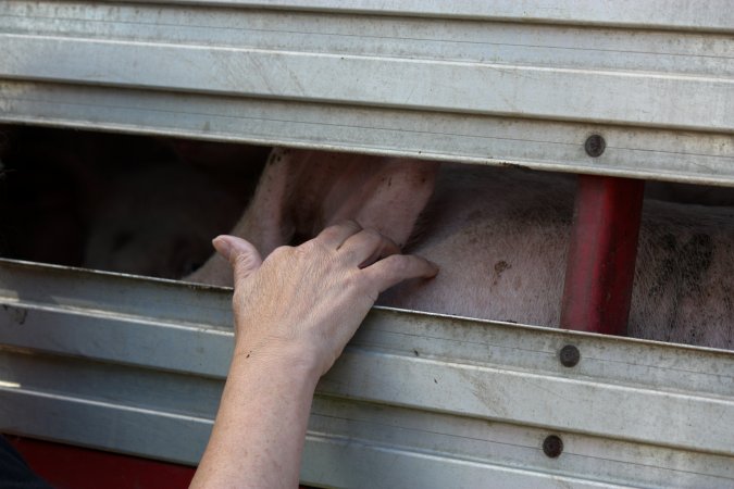 Pig inside of Transport Truck