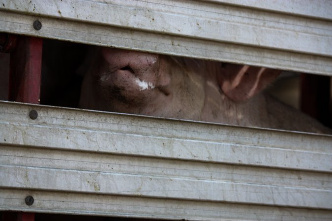 Pig inside of Transport Truck