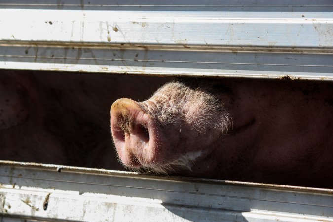 Pig inside of Transport Truck