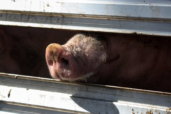 Pig inside of Transport Truck