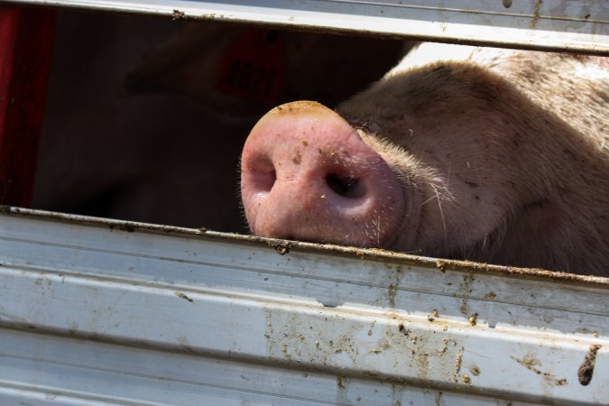 Pig inside of Transport Truck