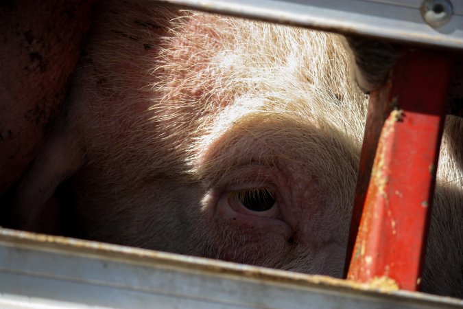 Pig inside of Transport Truck