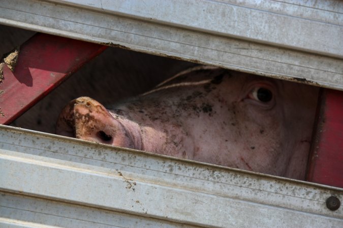 Pig inside of Transport Truck