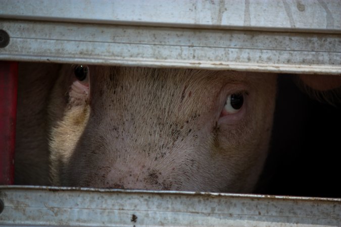 Pig inside of Transport Truck