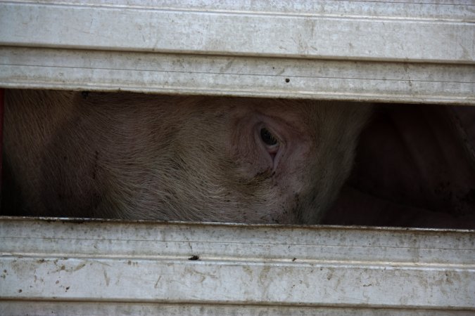 Pig inside of Transport Truck