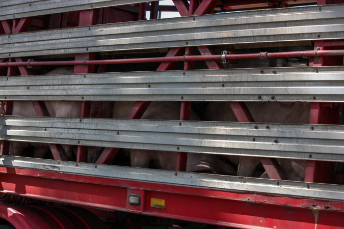 Pigs inside of Transport Truck