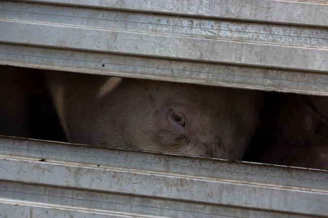 Pig inside of Transport Truck