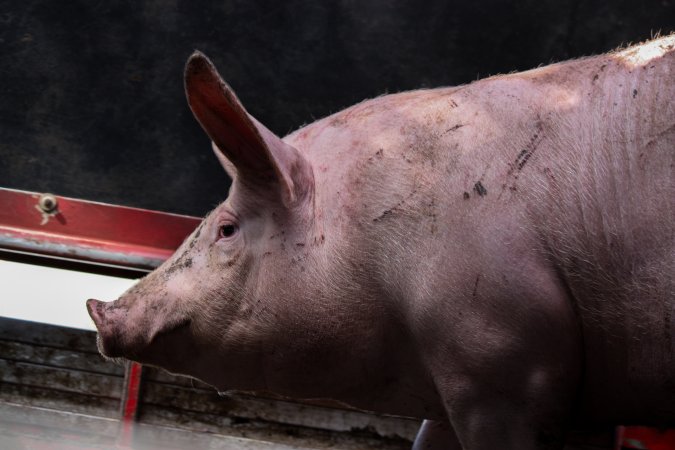 Pig inside of Transport Truck