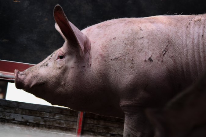 Pig inside of Transport Truck