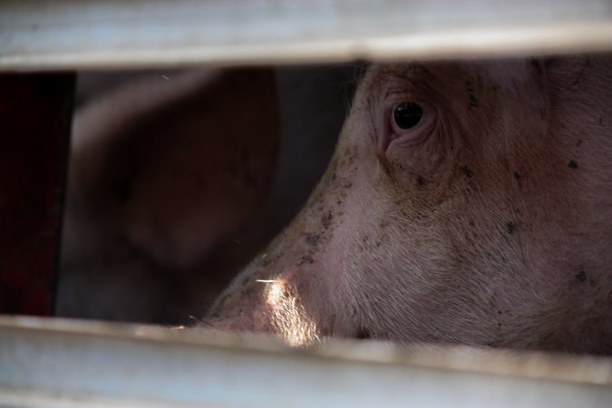 Pig inside of Transport Truck