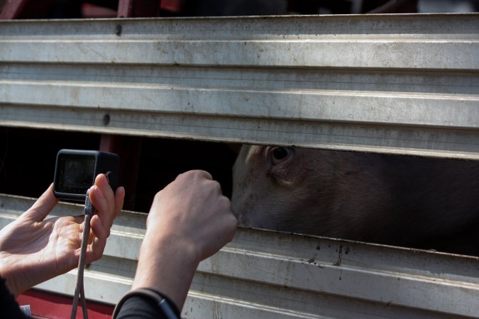 Activist Filming Pigs