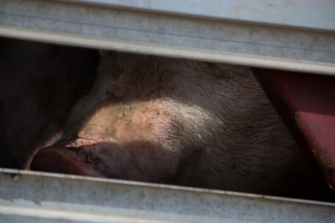 Pig inside of Transport Truck