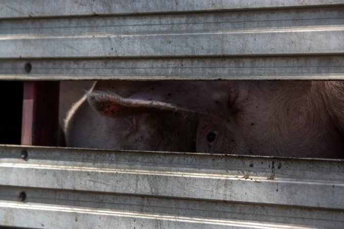 Pigs inside of Transport Truck