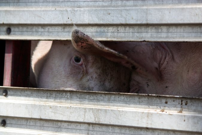 Pigs inside of Transport Truck