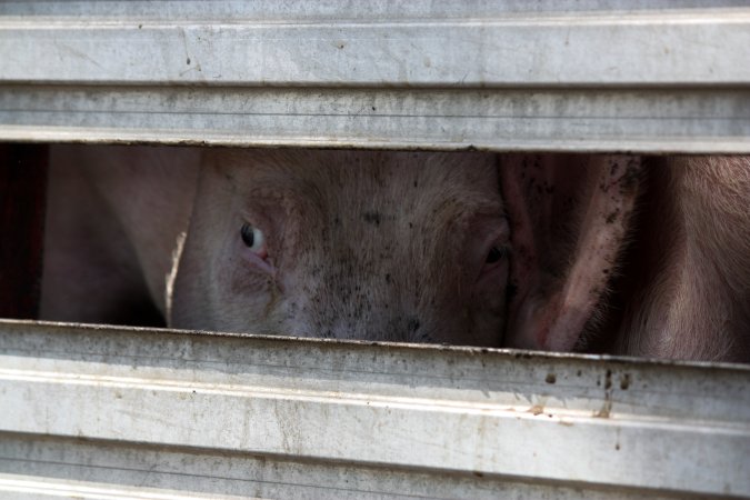 Pigs inside of Transport Truck