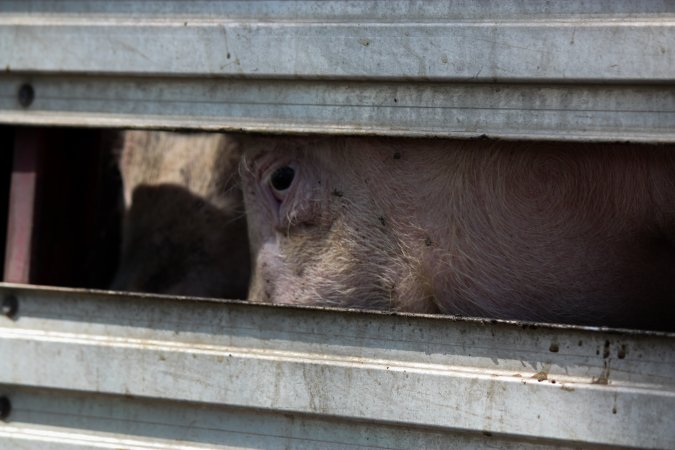 Pig inside of Transport Truck