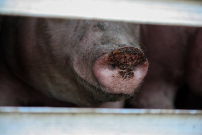 Pig inside of Transport Truck