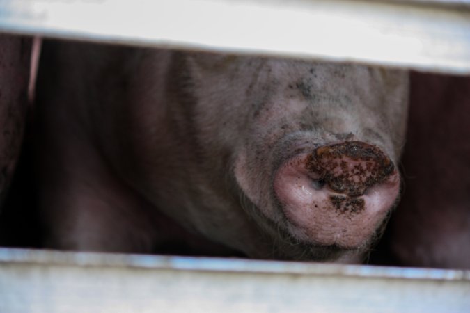 Pig inside of Transport Truck