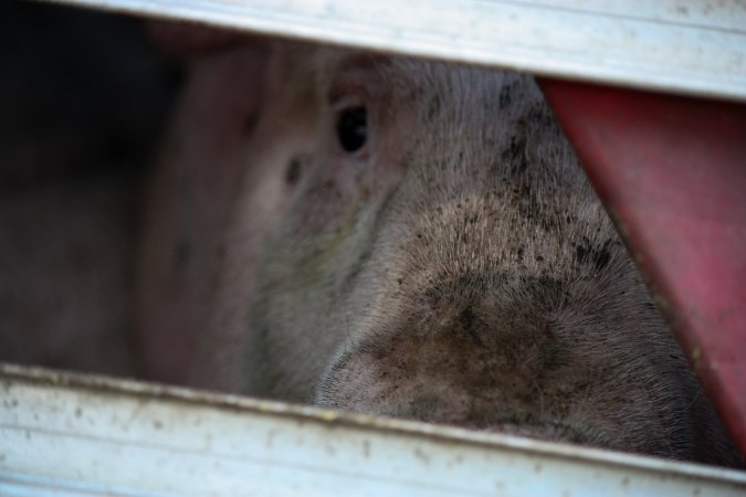 Pig inside of Transport Truck