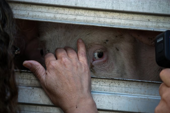 Activist Filming Pig