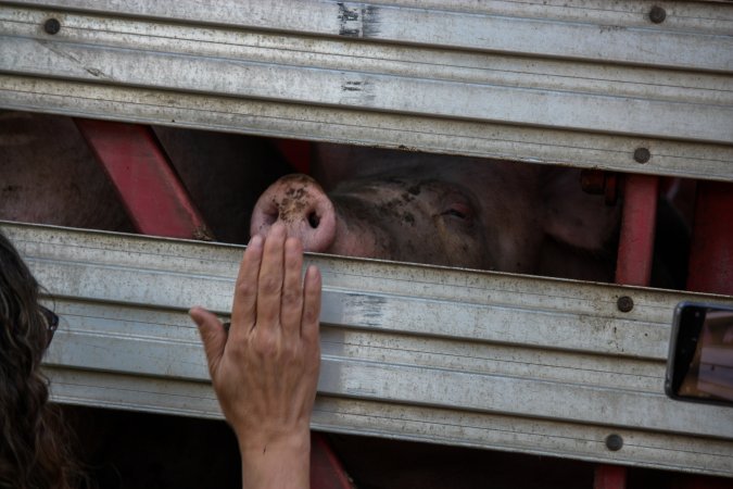 Pig inside of Transport Truck