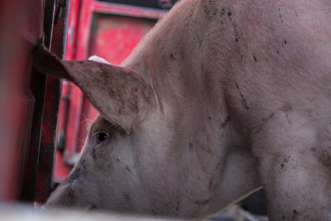 Pig inside of Transport Truck