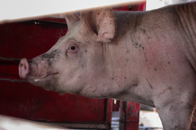 Pig inside of Transport Truck