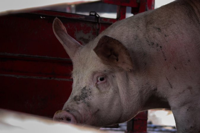 Pig inside of Transport Truck