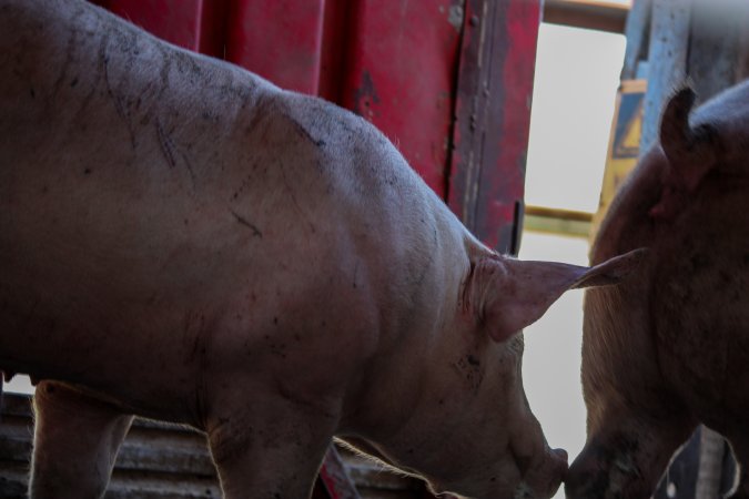 Pigs inside of Transport Truck