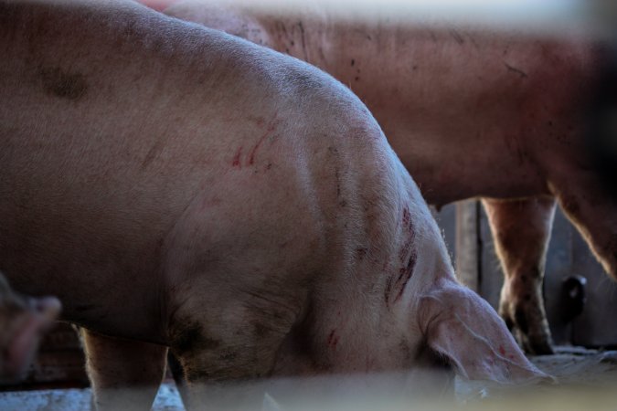 Pigs inside of Transport Truck