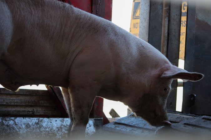 Pig inside of Transport Truck