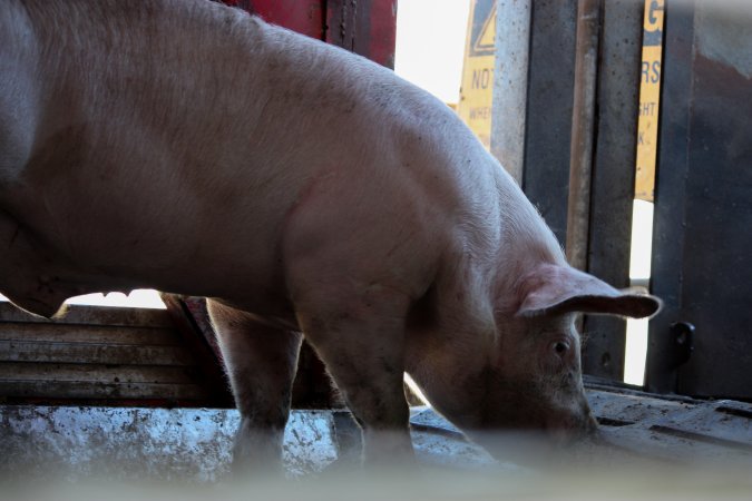 Pig inside of Transport Truck